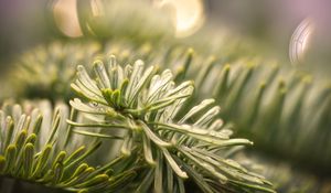 Preview wallpaper spruce, branch, needles, drops, macro, green