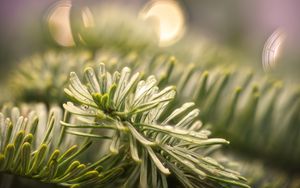 Preview wallpaper spruce, branch, needles, drops, macro, green