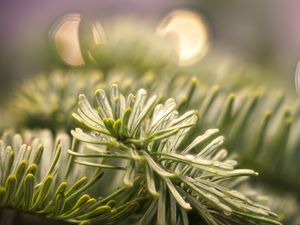 Preview wallpaper spruce, branch, needles, drops, macro, green