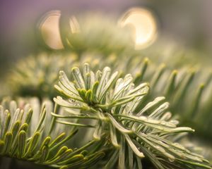 Preview wallpaper spruce, branch, needles, drops, macro, green