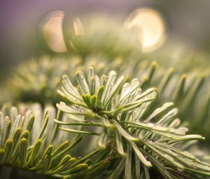 Preview wallpaper spruce, branch, needles, drops, macro, green