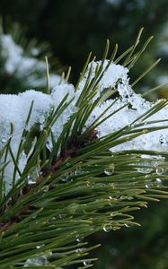 Preview wallpaper spruce, branch, needles, snow, drops, macro