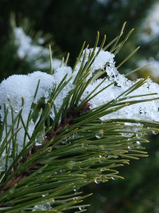 Preview wallpaper spruce, branch, needles, snow, drops, macro