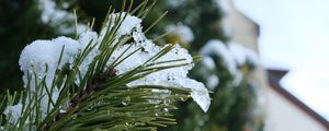 Preview wallpaper spruce, branch, needles, snow, drops, macro