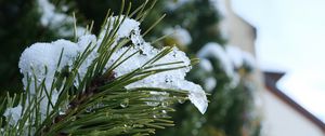 Preview wallpaper spruce, branch, needles, snow, drops, macro