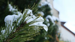 Preview wallpaper spruce, branch, needles, snow, drops, macro