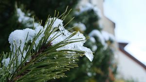 Preview wallpaper spruce, branch, needles, snow, drops, macro