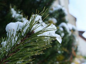 Preview wallpaper spruce, branch, needles, snow, drops, macro