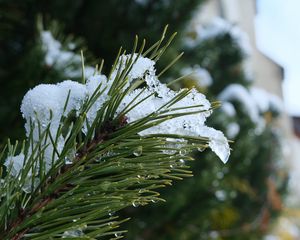 Preview wallpaper spruce, branch, needles, snow, drops, macro