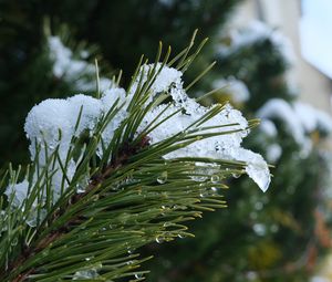 Preview wallpaper spruce, branch, needles, snow, drops, macro