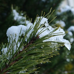 Preview wallpaper spruce, branch, needles, snow, drops, macro