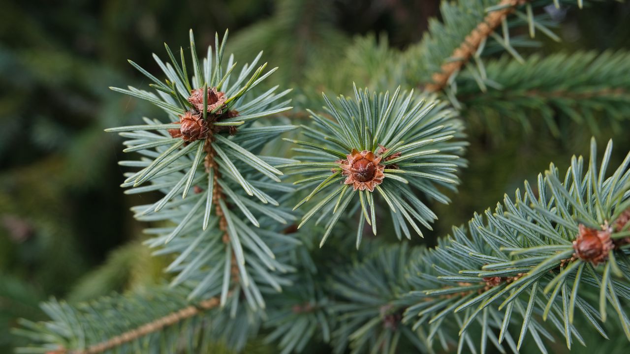 Wallpaper spruce, branch, needles, tree, macro
