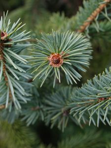 Preview wallpaper spruce, branch, needles, tree, macro