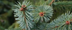 Preview wallpaper spruce, branch, needles, tree, macro