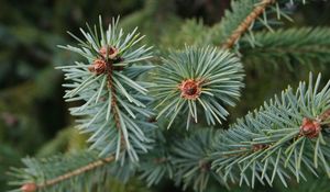 Preview wallpaper spruce, branch, needles, tree, macro