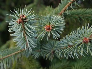 Preview wallpaper spruce, branch, needles, tree, macro