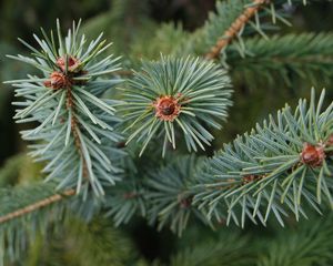 Preview wallpaper spruce, branch, needles, tree, macro