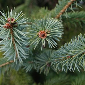 Preview wallpaper spruce, branch, needles, tree, macro