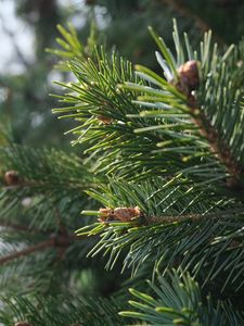 Preview wallpaper spruce, branch, needles, macro, green