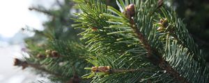 Preview wallpaper spruce, branch, needles, macro, green