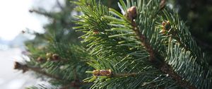 Preview wallpaper spruce, branch, needles, macro, green