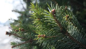 Preview wallpaper spruce, branch, needles, macro, green