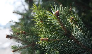 Preview wallpaper spruce, branch, needles, macro, green