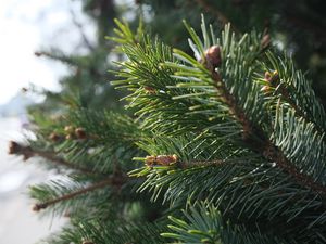 Preview wallpaper spruce, branch, needles, macro, green