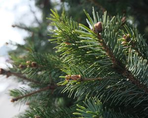 Preview wallpaper spruce, branch, needles, macro, green