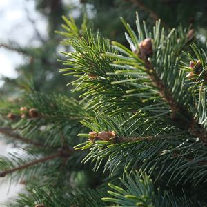 Preview wallpaper spruce, branch, needles, macro, green