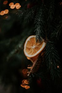 Preview wallpaper spruce, branch, orange, slice, macro