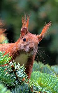 Preview wallpaper spruce, branch, paw, squirrel, pine needles