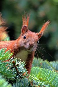 Preview wallpaper spruce, branch, paw, squirrel, pine needles