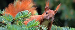 Preview wallpaper spruce, branch, paw, squirrel, pine needles
