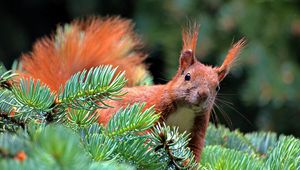 Preview wallpaper spruce, branch, paw, squirrel, pine needles