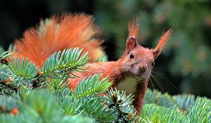 Preview wallpaper spruce, branch, paw, squirrel, pine needles