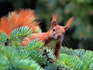 Preview wallpaper spruce, branch, paw, squirrel, pine needles