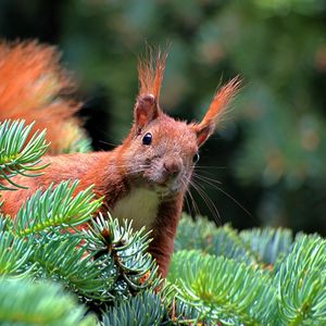 Preview wallpaper spruce, branch, paw, squirrel, pine needles