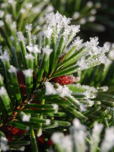 Preview wallpaper spruce, branch, snow