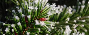 Preview wallpaper spruce, branch, snow