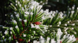 Preview wallpaper spruce, branch, snow