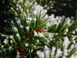 Preview wallpaper spruce, branch, snow