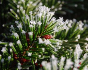 Preview wallpaper spruce, branch, snow