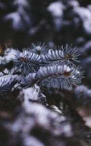 Preview wallpaper spruce, branch, snow, blur