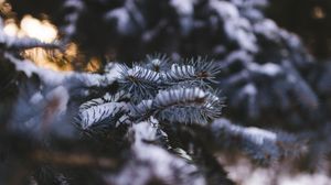 Preview wallpaper spruce, branch, snow, blur