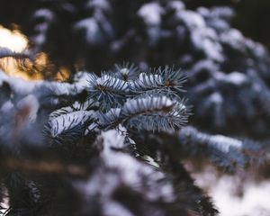 Preview wallpaper spruce, branch, snow, blur