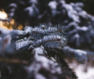 Preview wallpaper spruce, branch, snow, blur