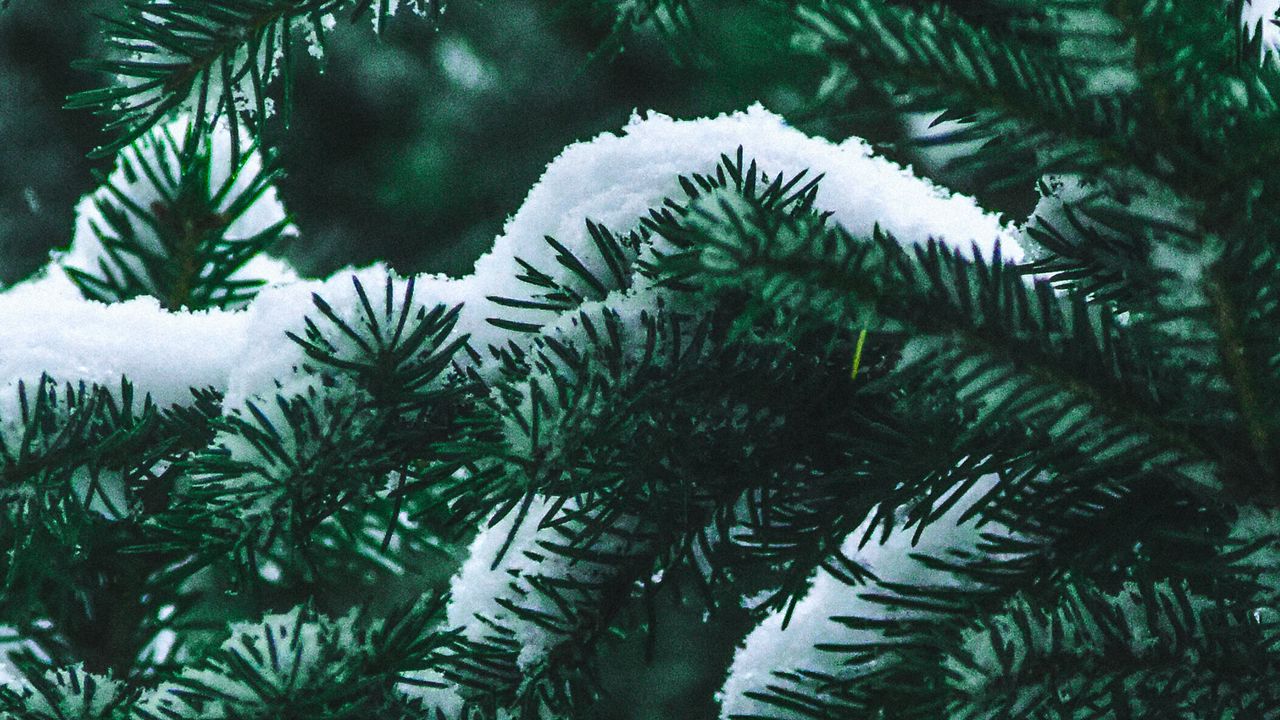 Wallpaper spruce, branch, snow, winter, needles, bush
