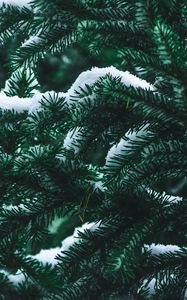 Preview wallpaper spruce, branch, snow, winter, needles, bush