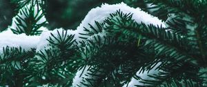 Preview wallpaper spruce, branch, snow, winter, needles, bush